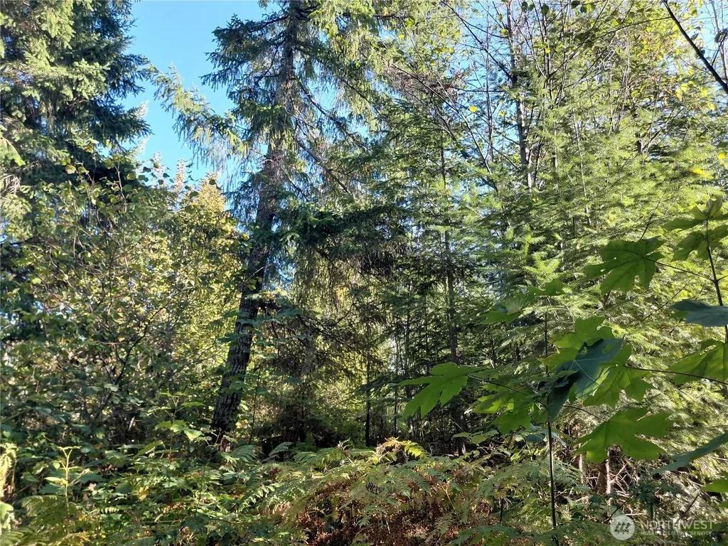 0 Buck Drive Randle WA 98377