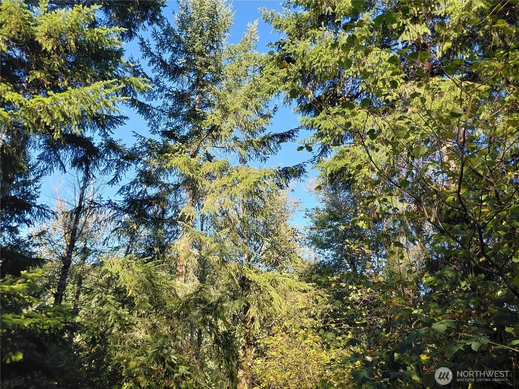 0 Buck Drive Randle WA 98377