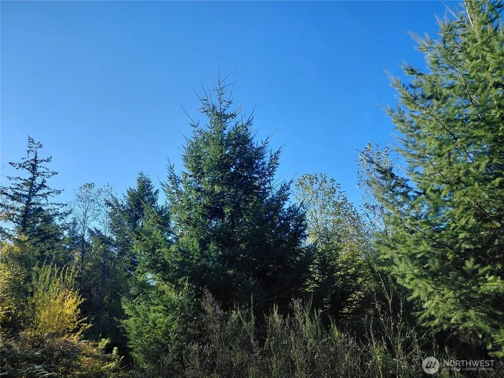 0 Buck Drive Randle WA 98377