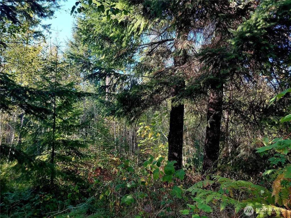 0 Buck Drive Randle WA 98377