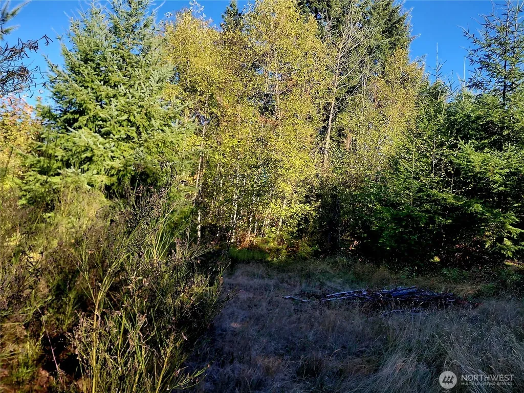 0 Buck Drive Randle WA 98377