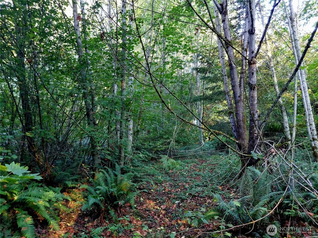 0 Buck Drive Randle WA 98377