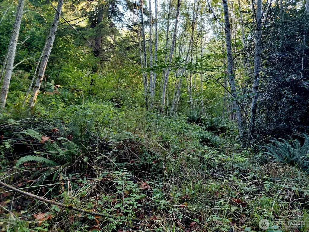 0 Buck Drive Randle WA 98377