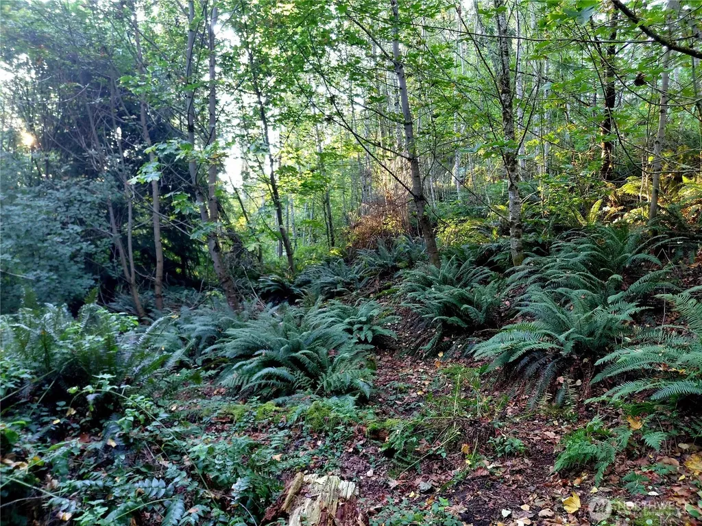0 Buck Drive Randle WA 98377