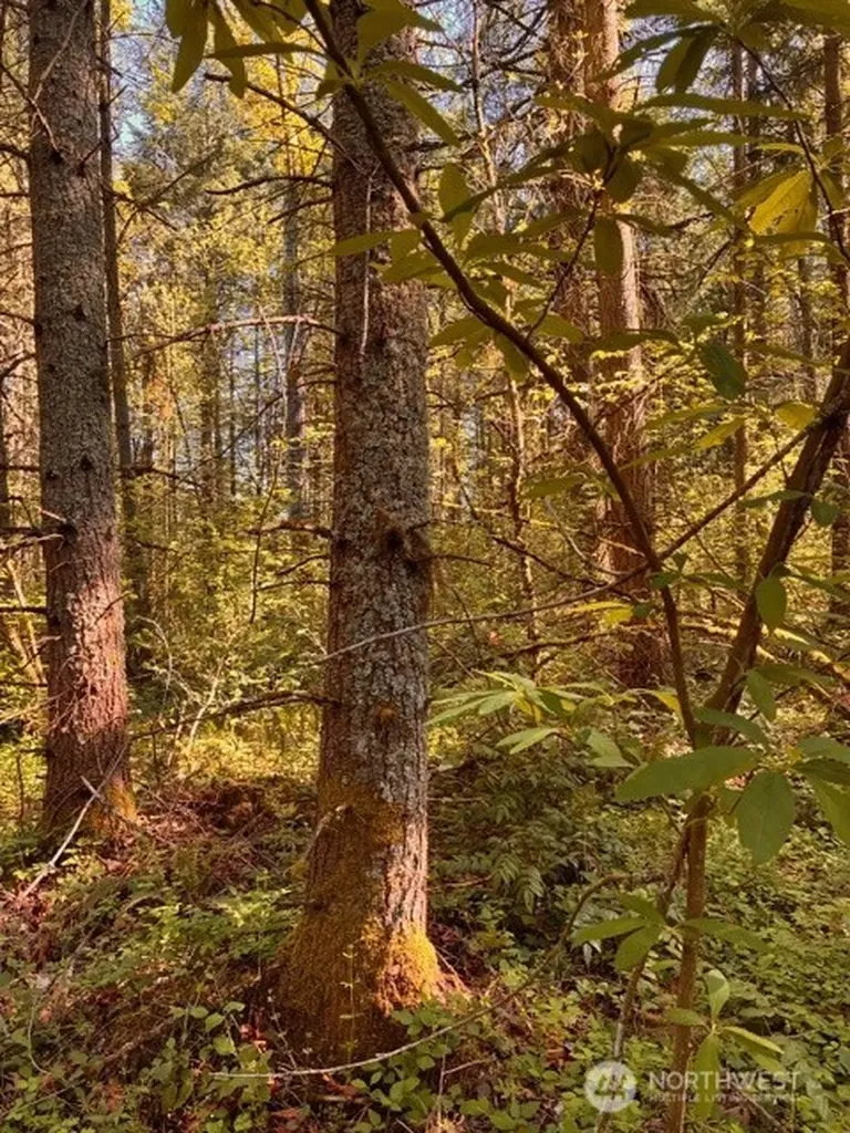 0 Chuckawa Lane SW Yelm WA 98597