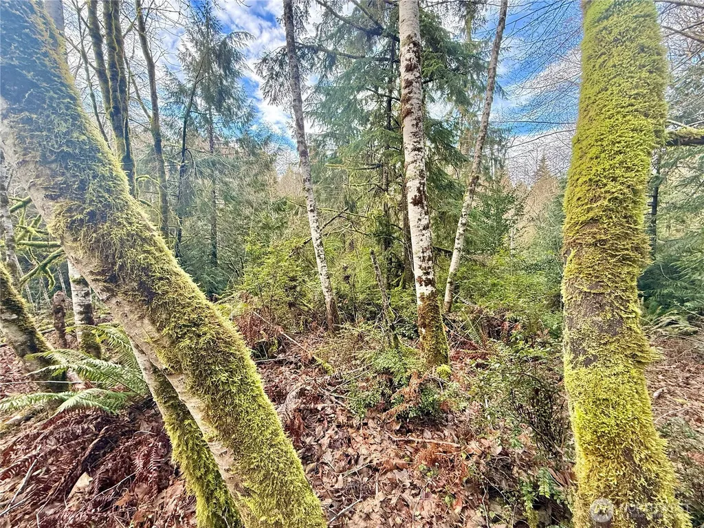 705 E Colonel Wright Road Shelton WA 98584