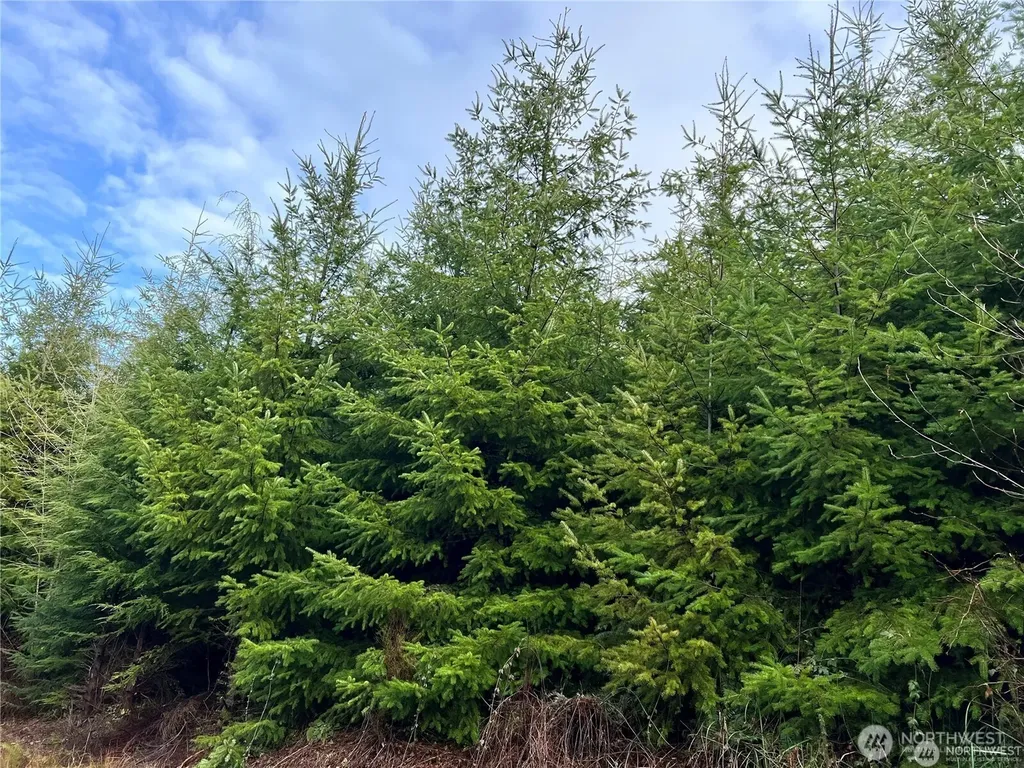 0 Highway 101 Cosmopolis WA 98537
