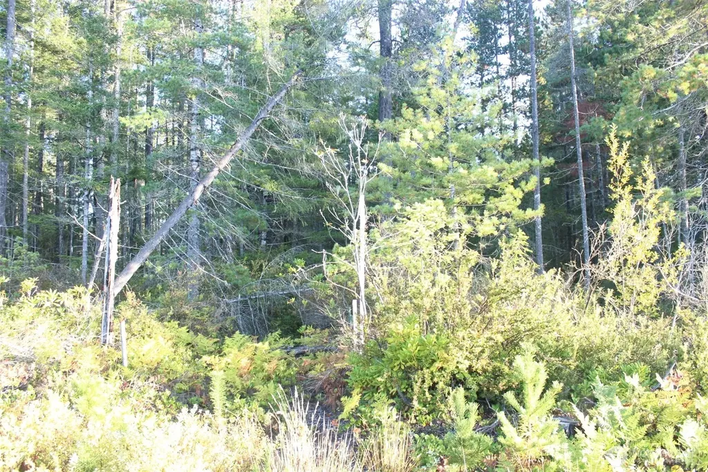 3511 NE Tahuya Blacksmith Road Tahuya WA 98588