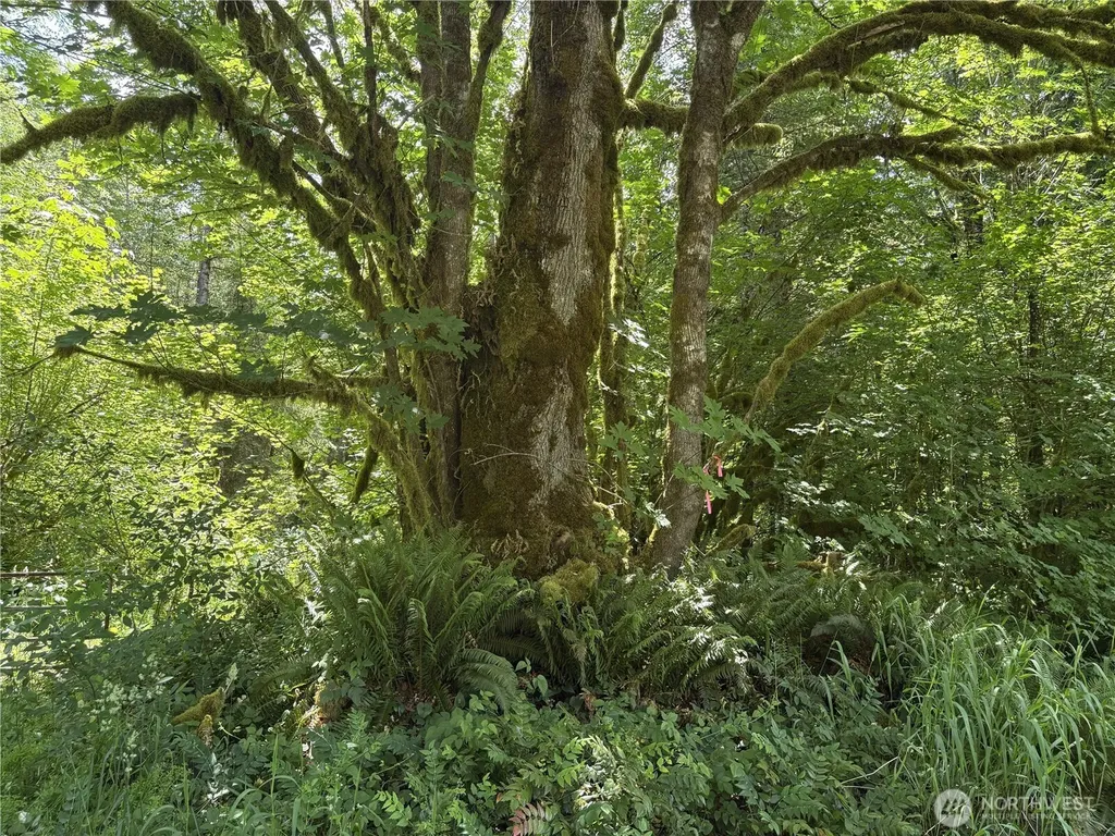 0 Sr 508 Onalaska WA 98570