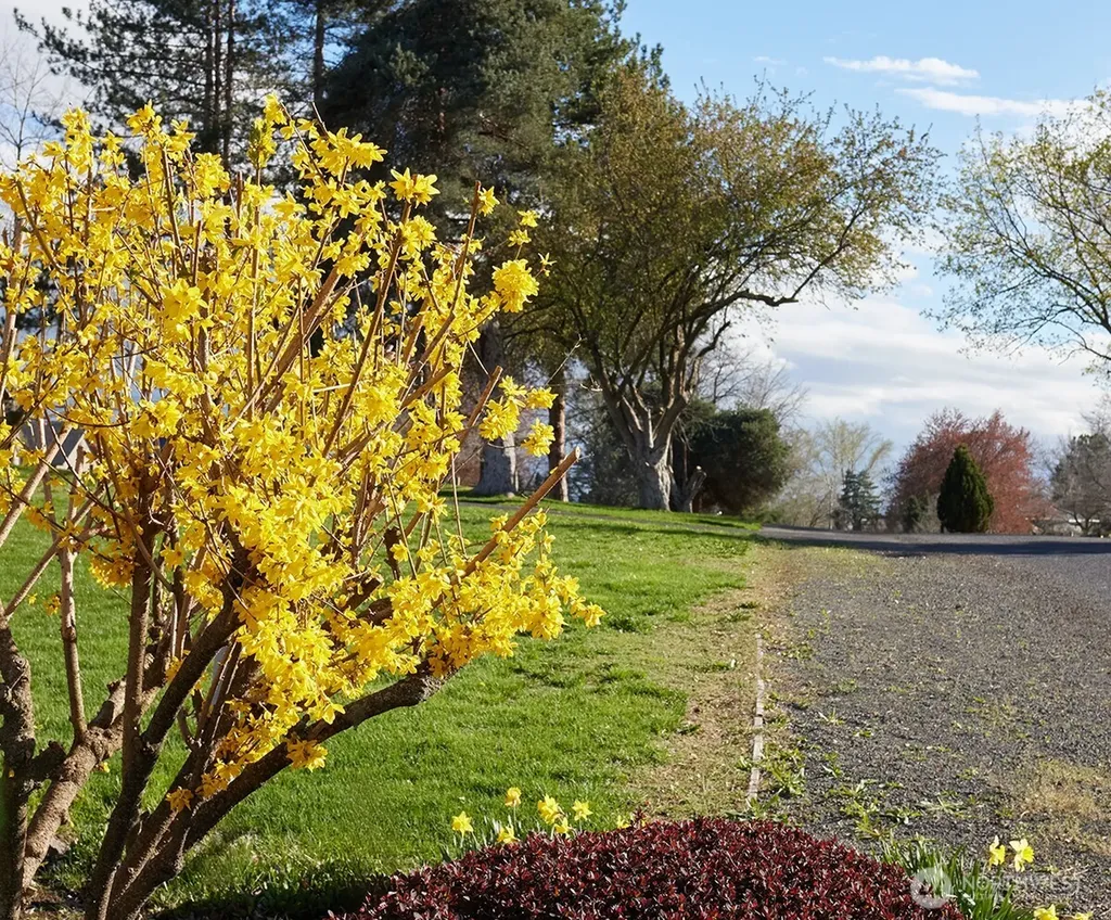 3115 Brisbane Drive Walla Walla WA 99362