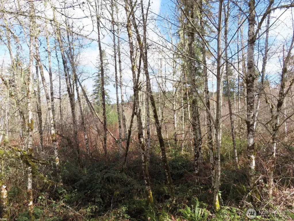 125 Oppelt Road Chehalis WA 98532