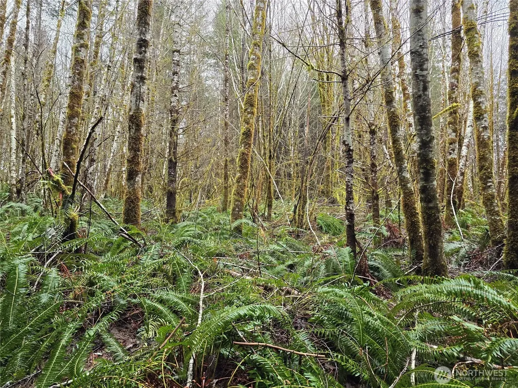0 W Elk Hill Road Elma WA 98541