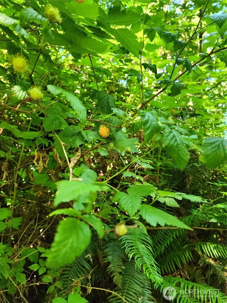 4076 Preserve Drive Camano Island WA 98282