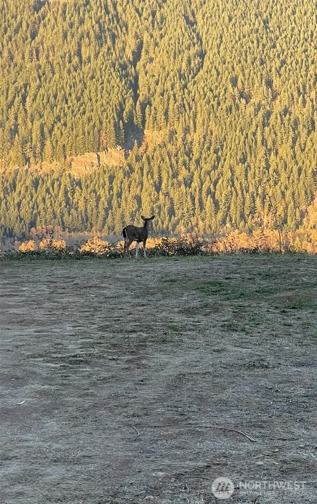 1102 Cline Road Randle WA 98937