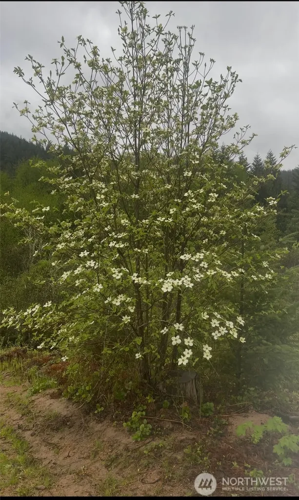 1102 Cline Road Randle WA 98937