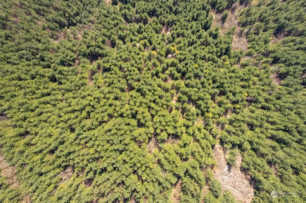 0 Cedar Mist Road Amboy WA 98601