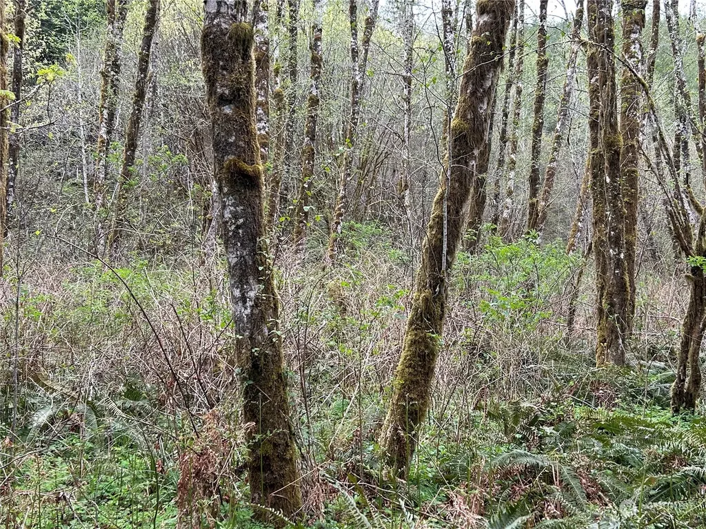 0 Abernathy Creek Road Longview WA 98632