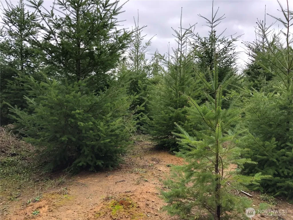 217 Thompson Creek Road Tenino WA 98589