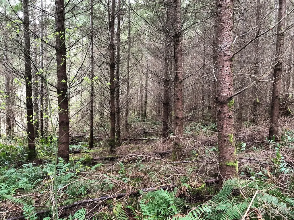 217 Thompson Creek Road Tenino WA 98589