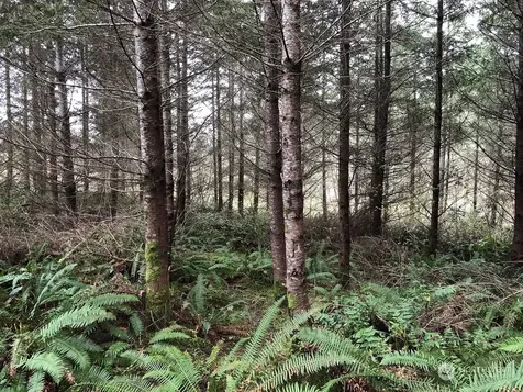 217 Thompson Creek Road Tenino WA 98589
