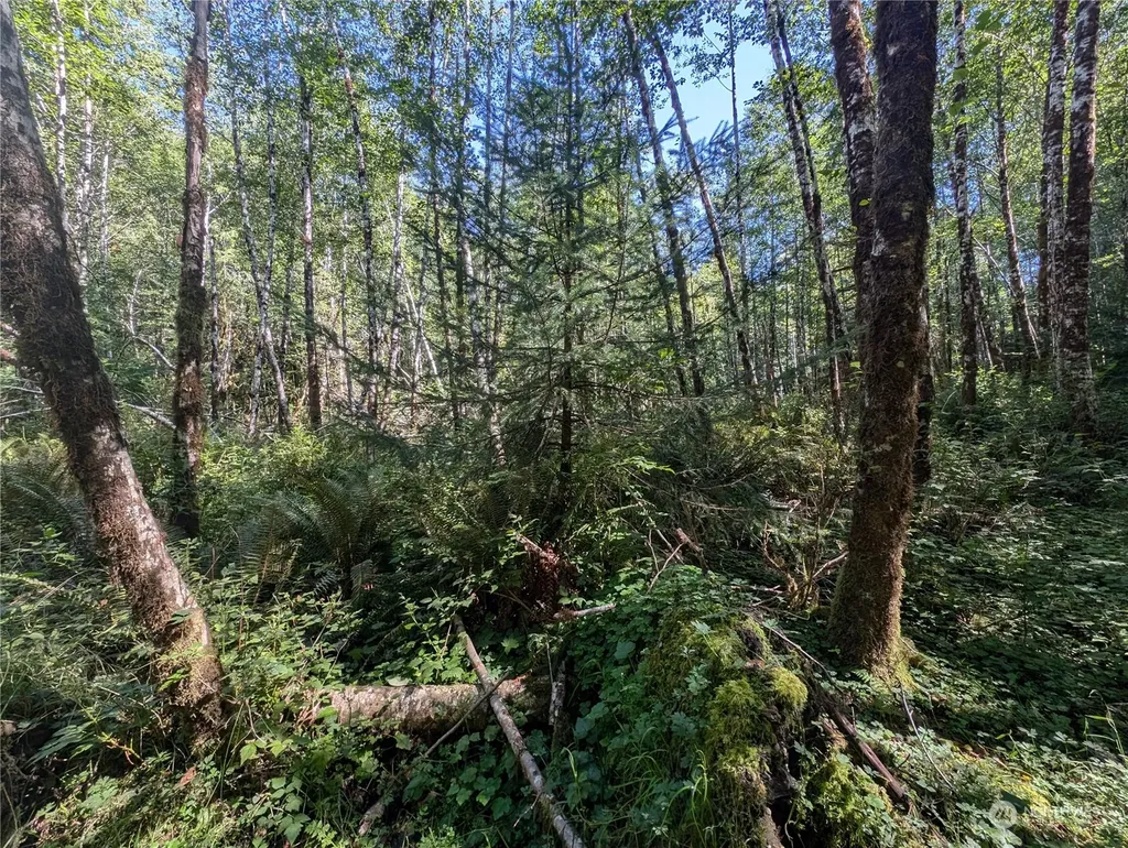 99994 Dowans Creek Road Forks WA 98331