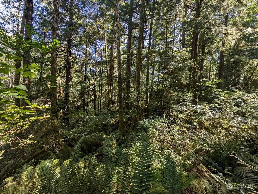 99992 Dowans Creek Road Forks WA 98331