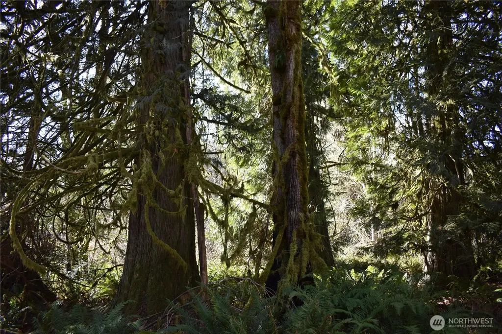 0 Lincoln Creek Road Rochester WA 98579