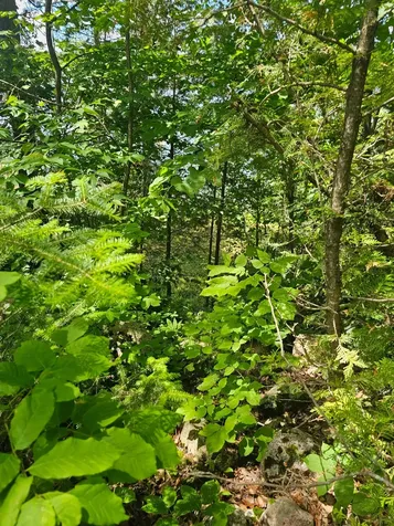1441 Range Line Lake Lane Wabeno WI 54566