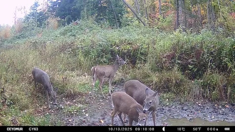 On Shawano Line Road WI 54124