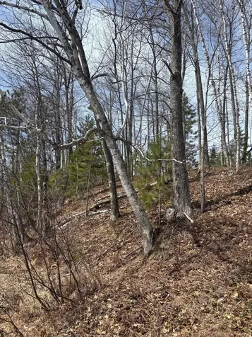 Off Cth S Land O Lakes WI 54540