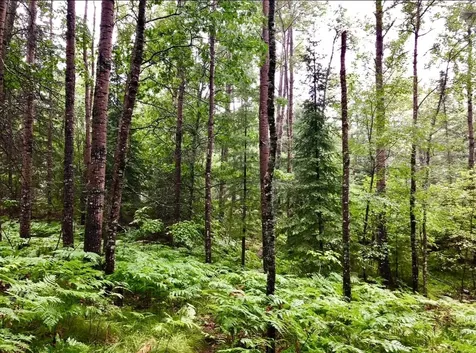 5812 Birchwood Lane Boulder Junction WI 54512