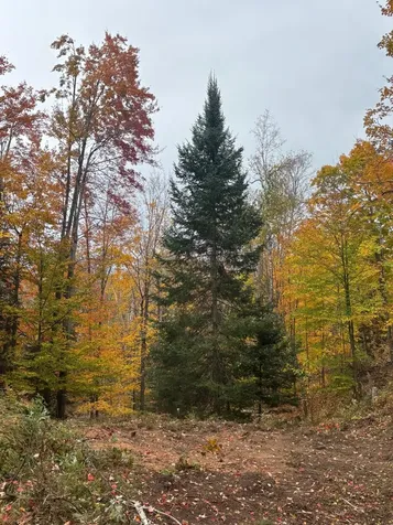 15744 Double B Lane Mountain WI 54149
