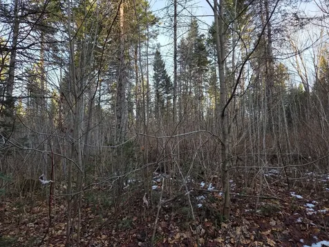 Off Forest Road 3979 Watersmeet MI 49969