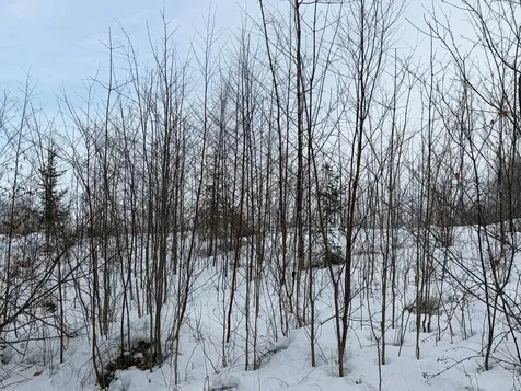 On Forest Drive W Ogema WI 54559