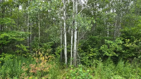 N6606 Rangeline Road Deerbrook WI 54424