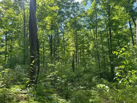 Lot 24 Cth G Pelican Lake WI 54463