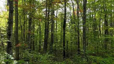 Lot 5 Blue Goose Drive Manitowish Waters WI 54545