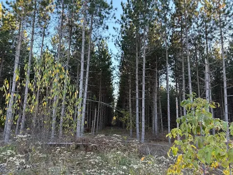 Lot 3 Plantation Road Pelican Lake WI 54463