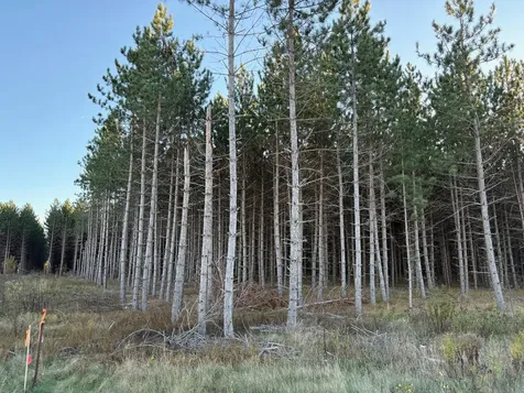 Lot 4 Plantation Road Pelican Lake WI 54463