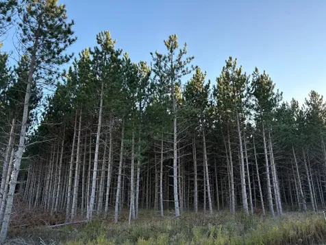 Lot 4 Plantation Road Pelican Lake WI 54463