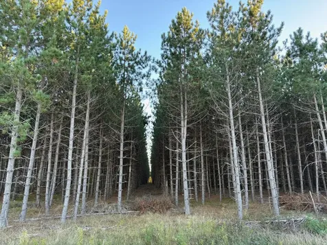 Lot 4 Plantation Road Pelican Lake WI 54463