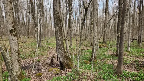 Off Hay Creek Road Prentice WI 54556