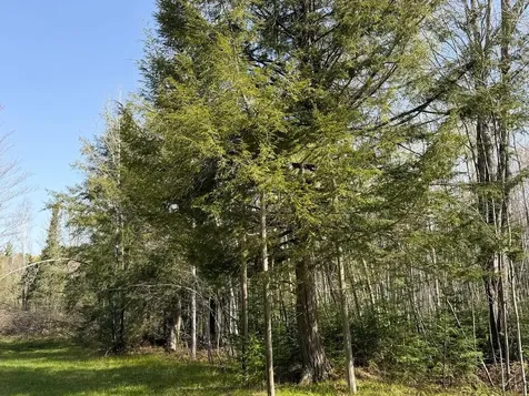 86441 Creamery Road Butternut WI 54514