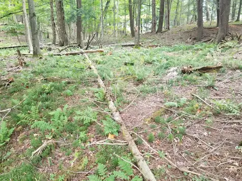 5 Ac Sylvan Isle Drive Watersmeet MI 49969