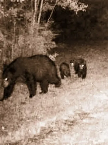 4434 Running Bear Lane Harshaw WI 54529