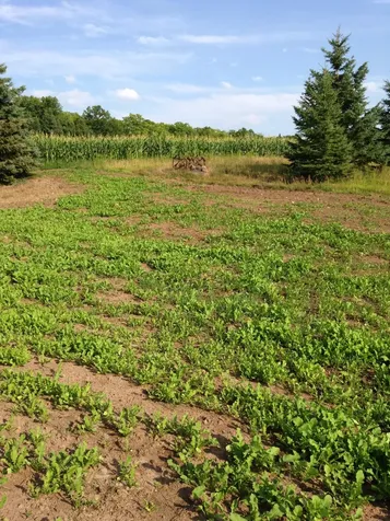 Off Cth N Glidden WI 54527