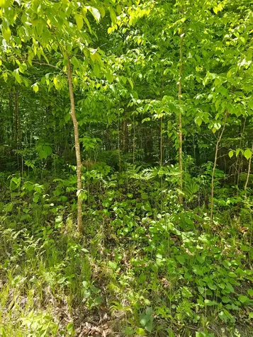 N12379 Red Rock Road Silver Cliff WI 54104