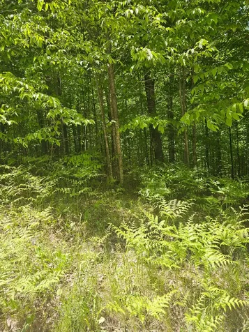N12379 Red Rock Road Silver Cliff WI 54104