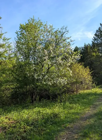 79308 Lewis Road Butternut WI 54514
