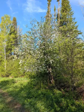 79308 Lewis Road Butternut WI 54514